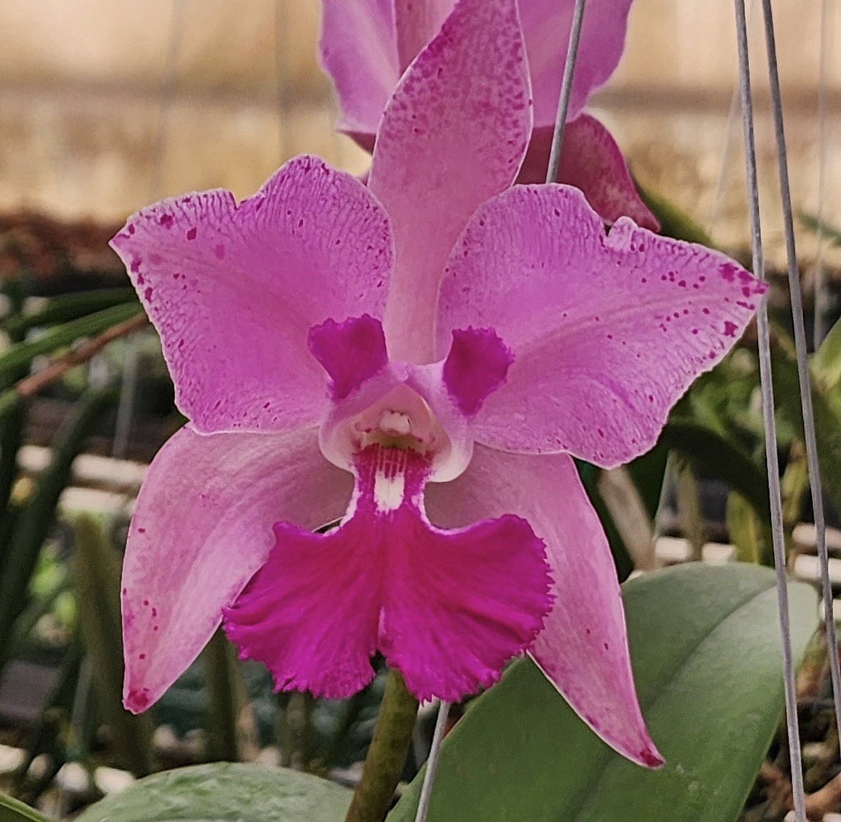 C. amethystoglossa x RIc. Digbyano-Purpurata - Divisions In 8” Mahogany Baskets