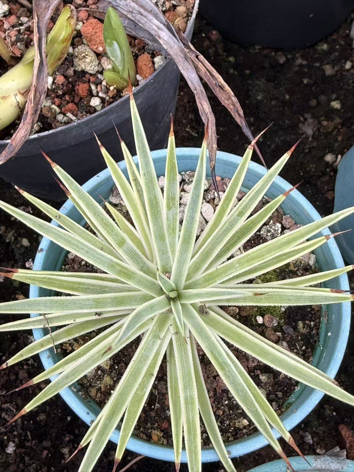Sale RareCacti Succulent Agave stricta Variegated Boutique Sale