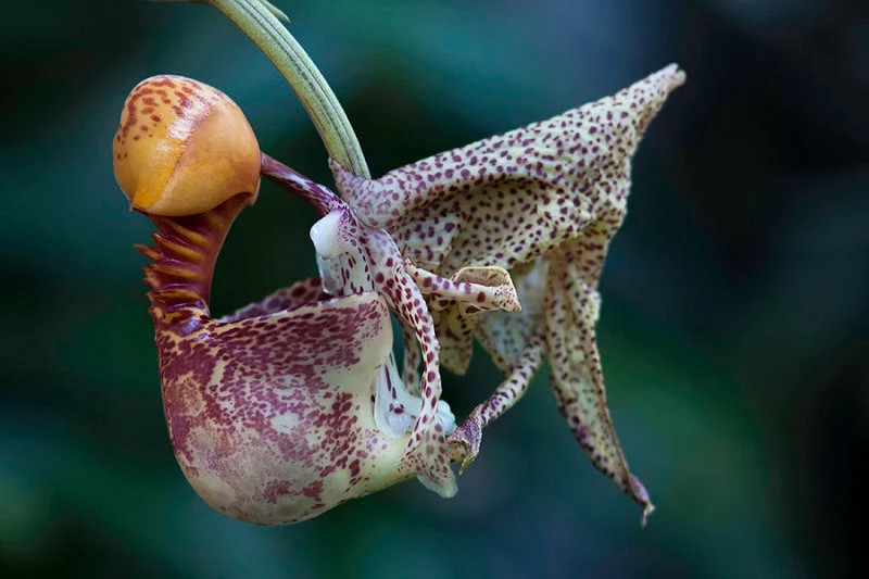Coryanthes macrantha 'Bucket Orchid' AKA 'The endowed alien orchid' rare