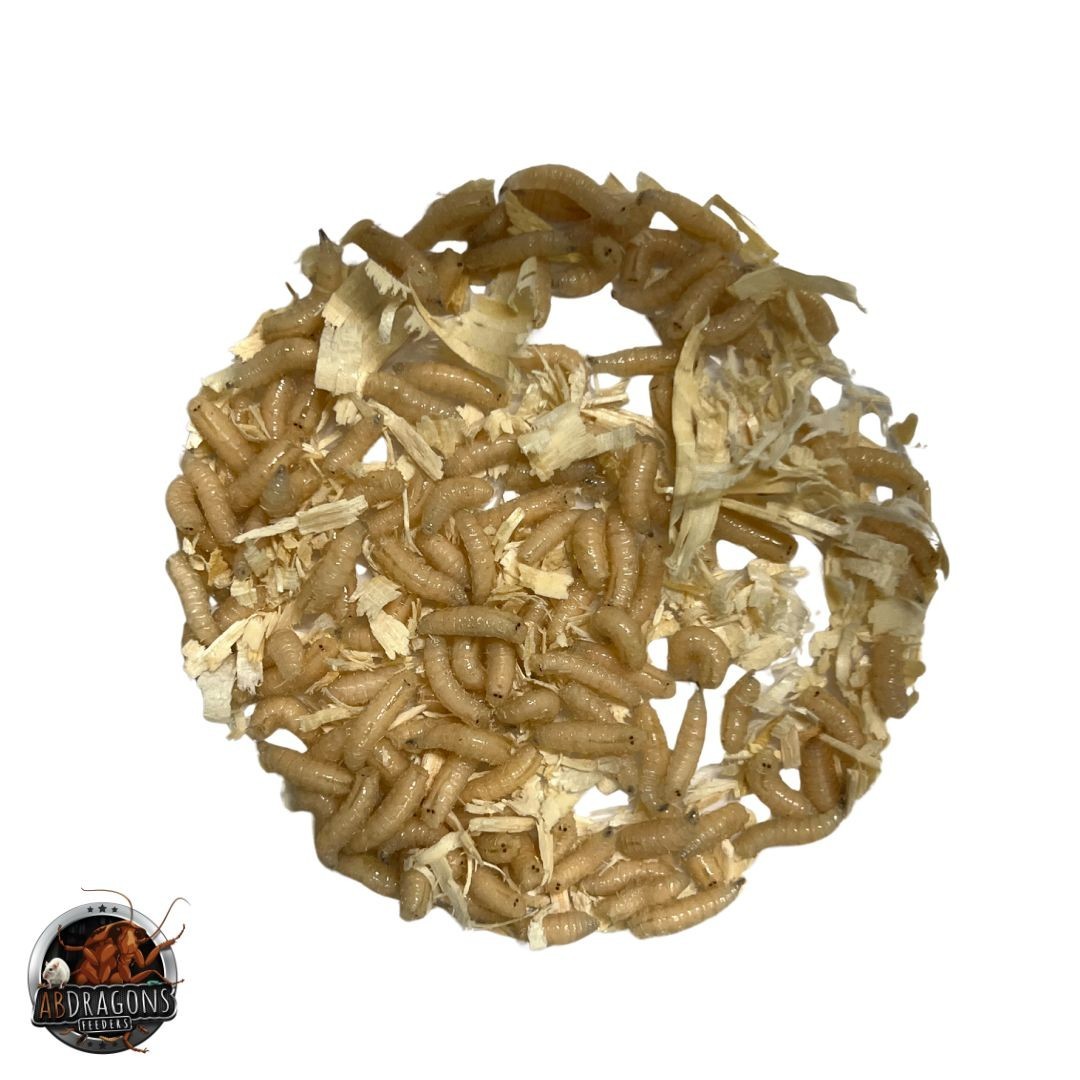 Spikes, Maggots Blue Bottle Fly Larvae Live, Live Guarantee