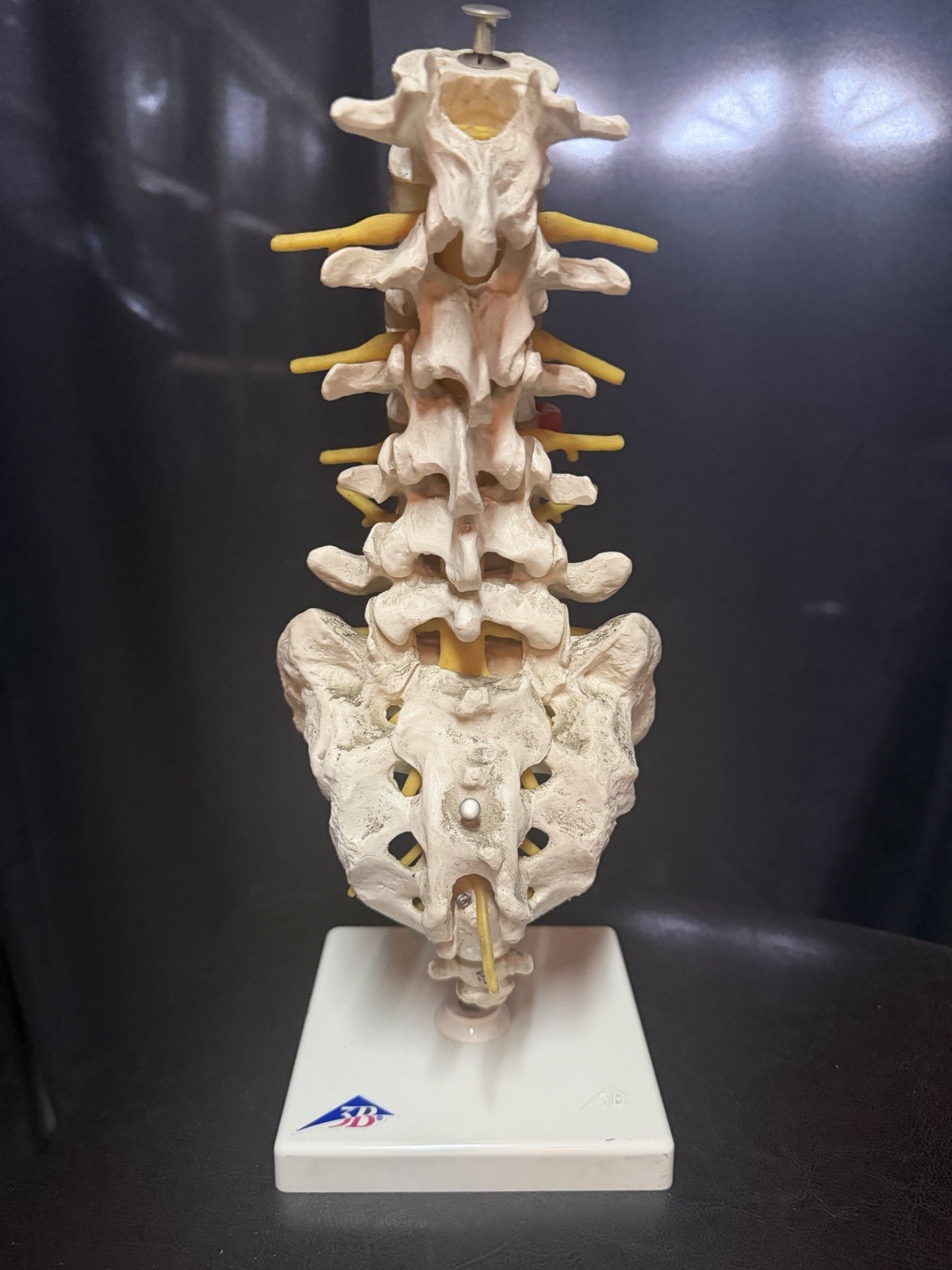 Vintage Scientfic Anatomical Articulating Spine Made In Germany Unusual Vintage Scientfic Anatomical Articulating Spine Made In Germany Unusual