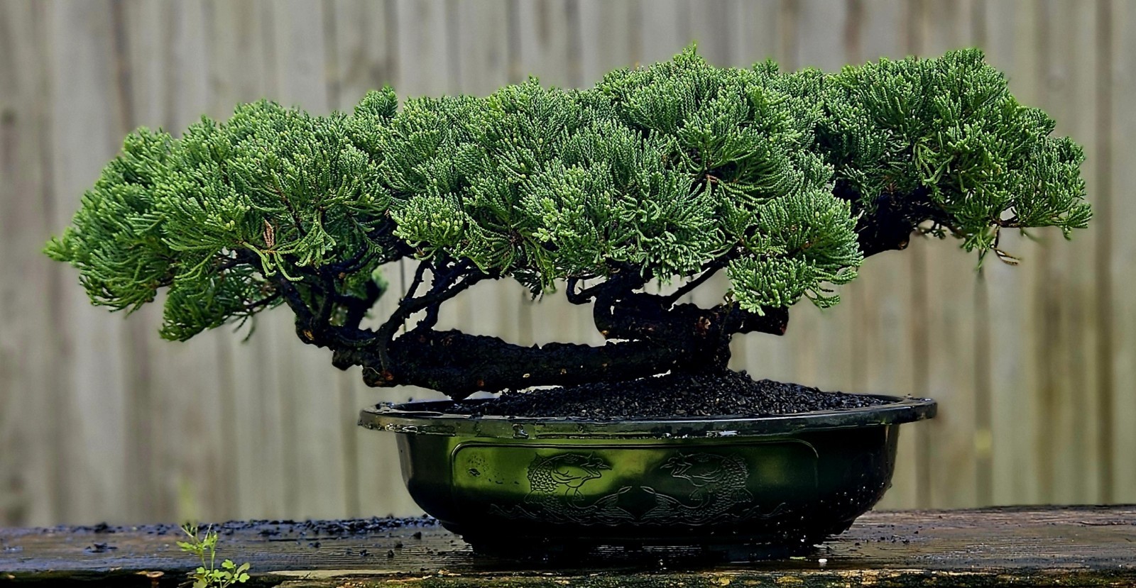Japanes Juniper Bonsai In 13 Inch Plastic Oval Pot . 25 Year Old Beauty. Japanes Juniper Bonsai In 13 Inch Plastic Oval Pot . 25 Year Old Beauty.