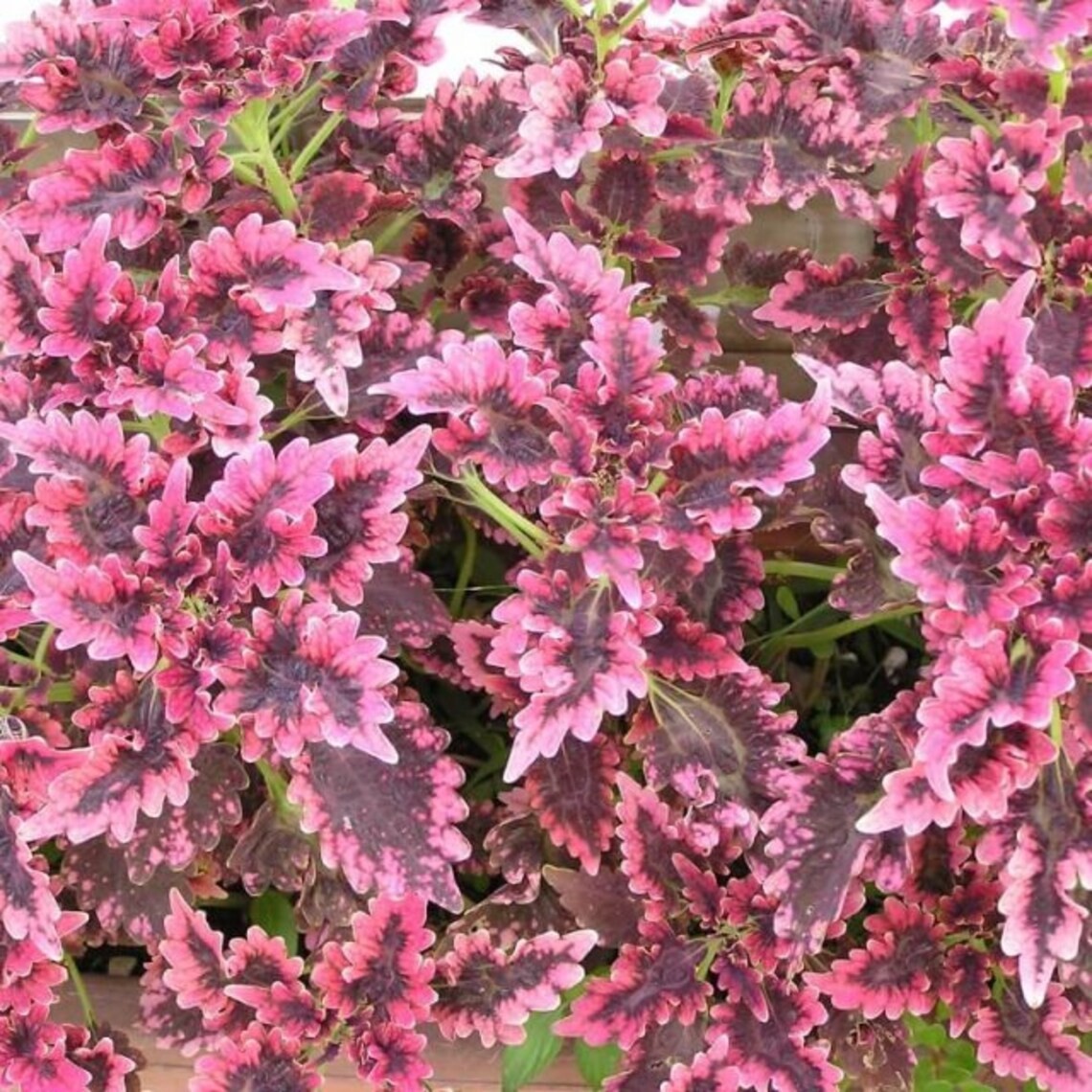 20 Pcs/Lot Coleus seeds DIY home garden 20 Pcs/Lot Coleus seeds DIY home garden