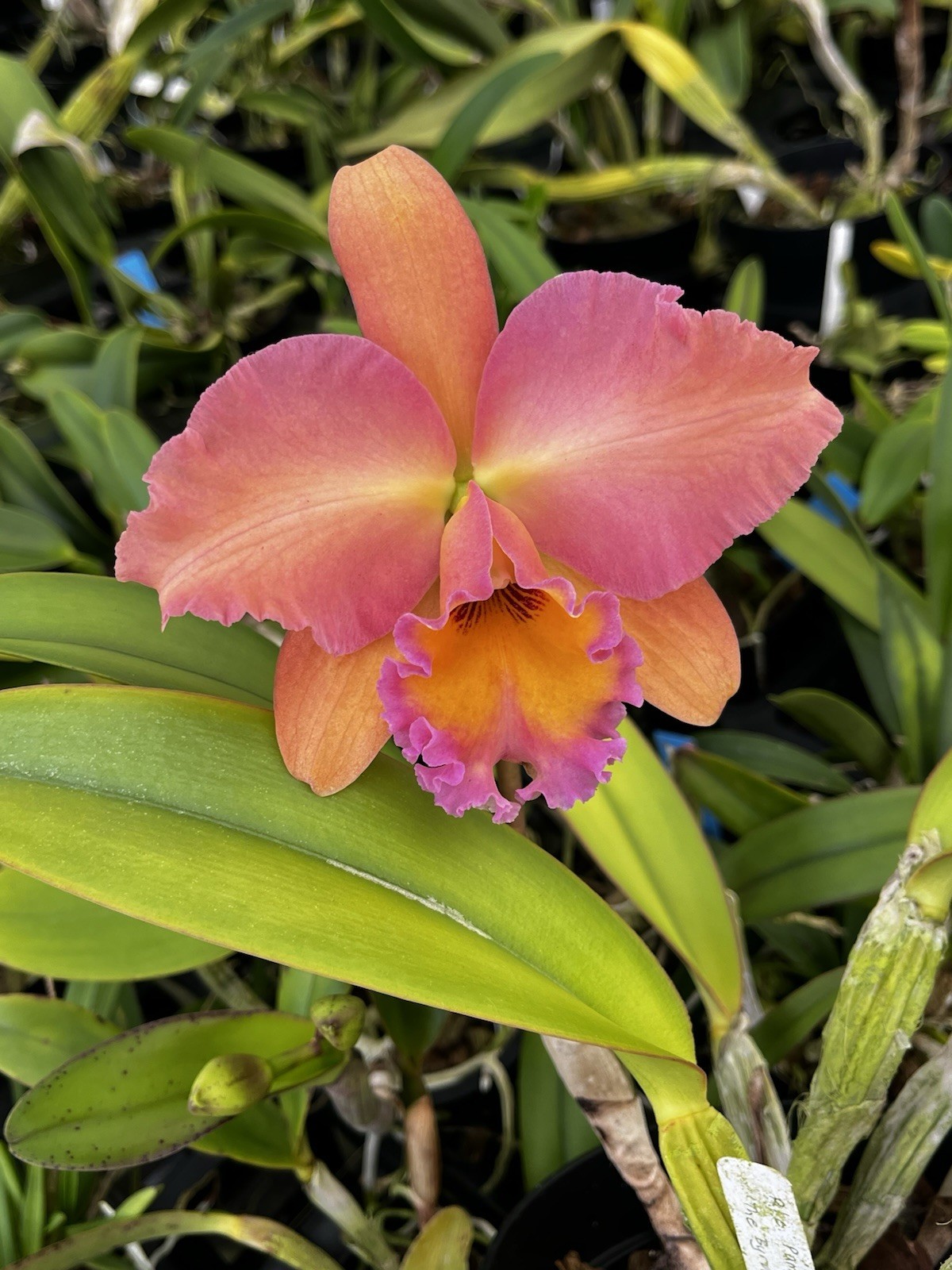 Cattleya Rlc Pamela Ann Oliveros ‘The Byrd’ HCC/AOS 4” Pot  ( Mericlone)
