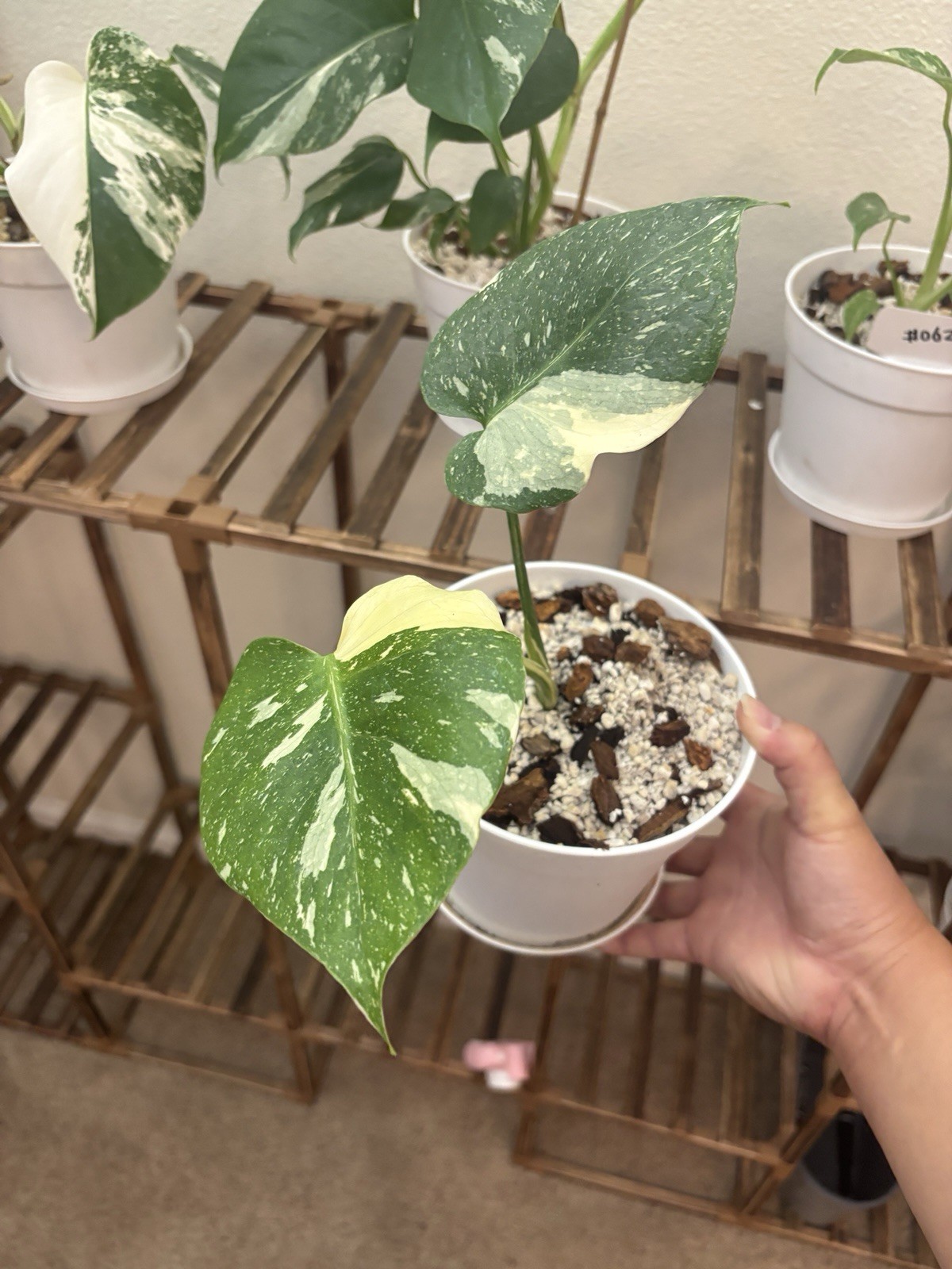 Monstera Thai Constellation 6\