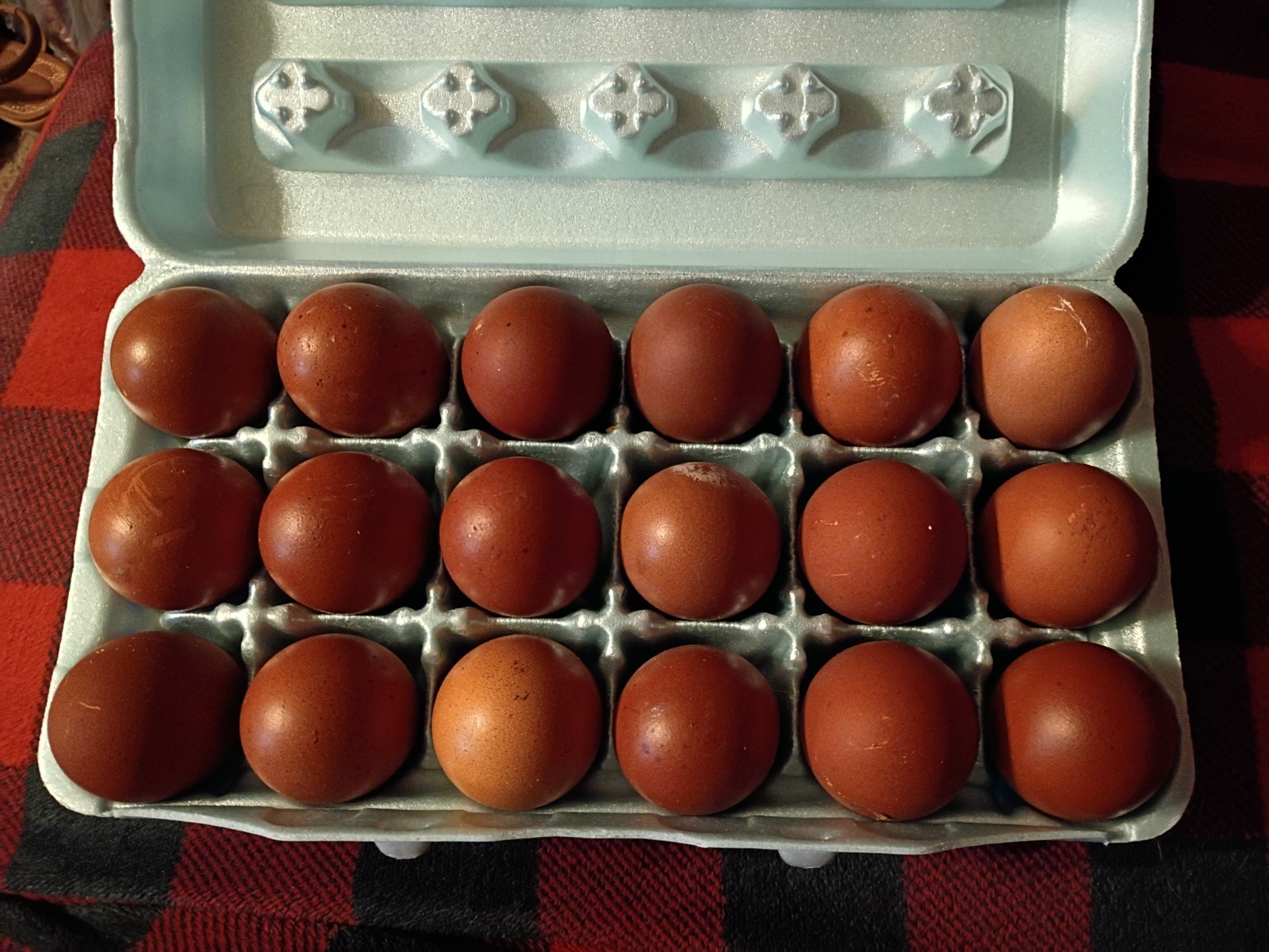 12+ French Black Copper Maran HATCHING Eggs L@@K Very Fertile  W@W