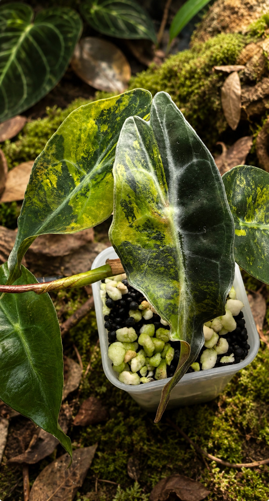 SALE Variegated Alocasia Venom CORM