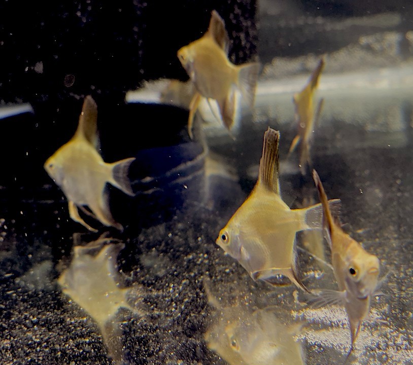 DD Double Dark Bulgarian Green Seal Point Angelfish 9.95 EACH