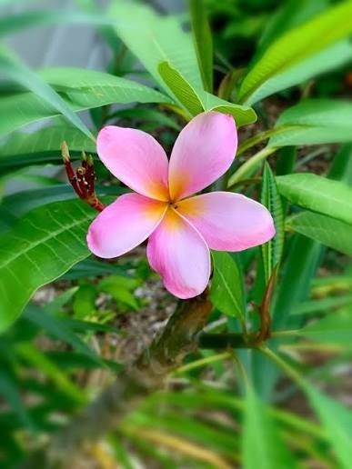 Plumeria Frangipani Flowering Plant 20 Cuttings Plumeria Frangipani Flowering Plant 20 Cuttings