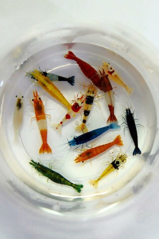 10+1 Adult Neocaridina Candy Skittle Live Shrimp Mixed Colors Aquarium