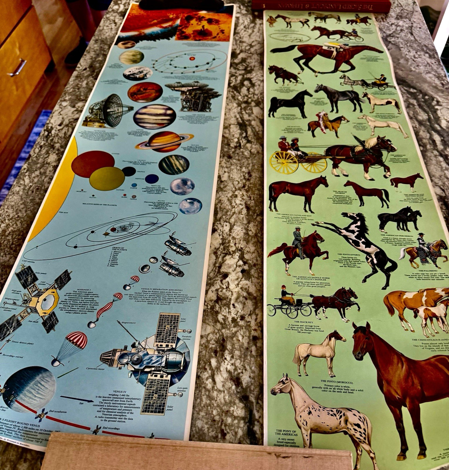 Complete Collection of 5 Vintage Mid-Century Wall Charts (Tryckare, Sweden)