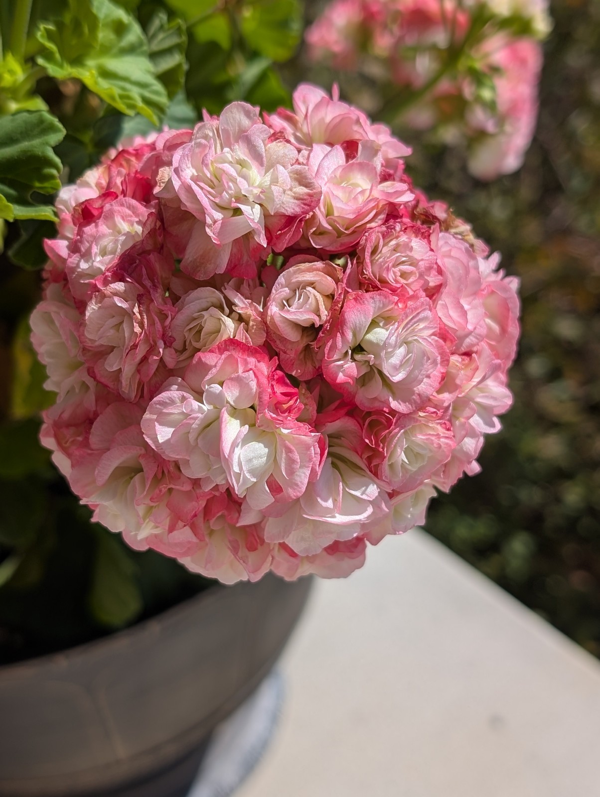 Rosebud Geranium - Apple Blossom - LIVE ROOTED PLANTS Rosebud Geranium - Apple Blossom - LIVE ROOTED PLANTS