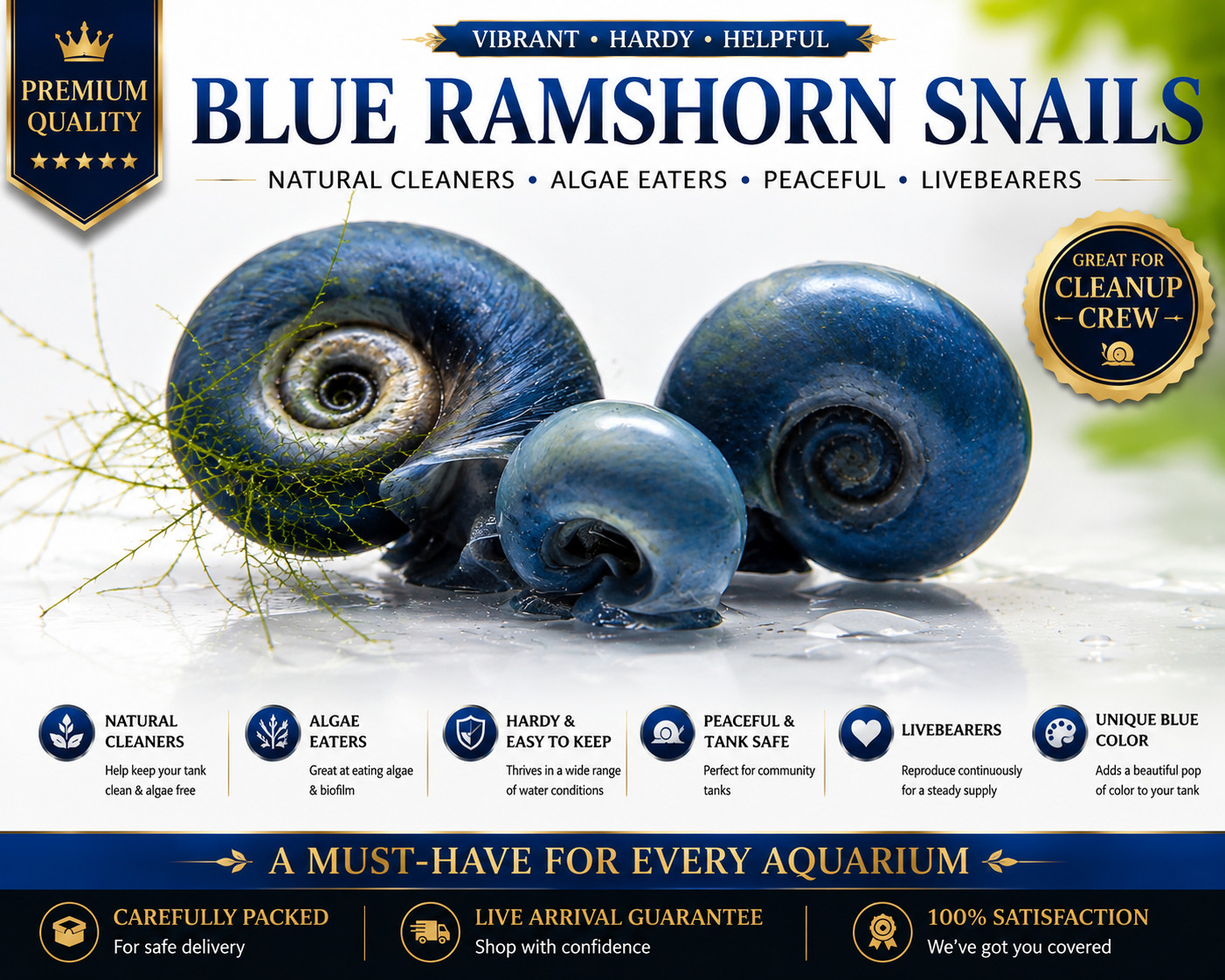 Live Blue Ramshorn Snails | Tank Raised in Ohio | 25 & 50 Count Available