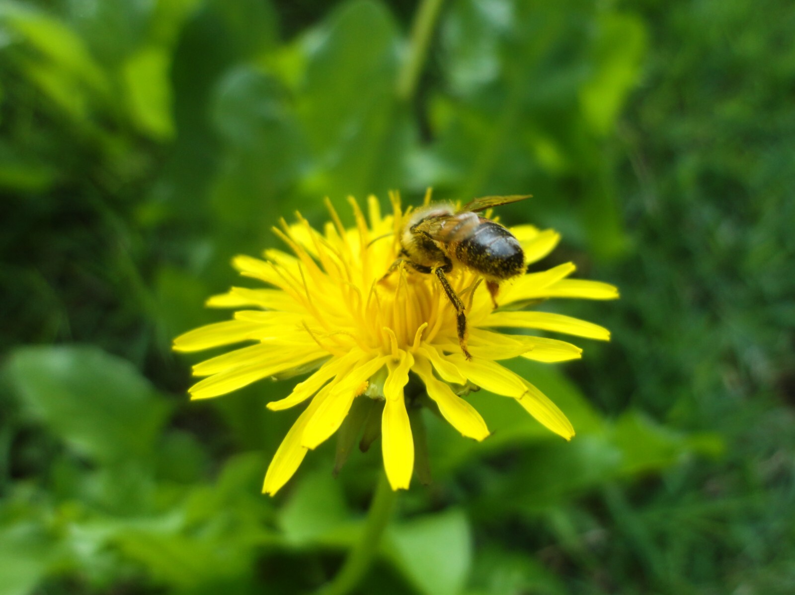 1000 Dandelion Seeds - Taraxacum officnale Seeds - Medicinal and Edible Herb