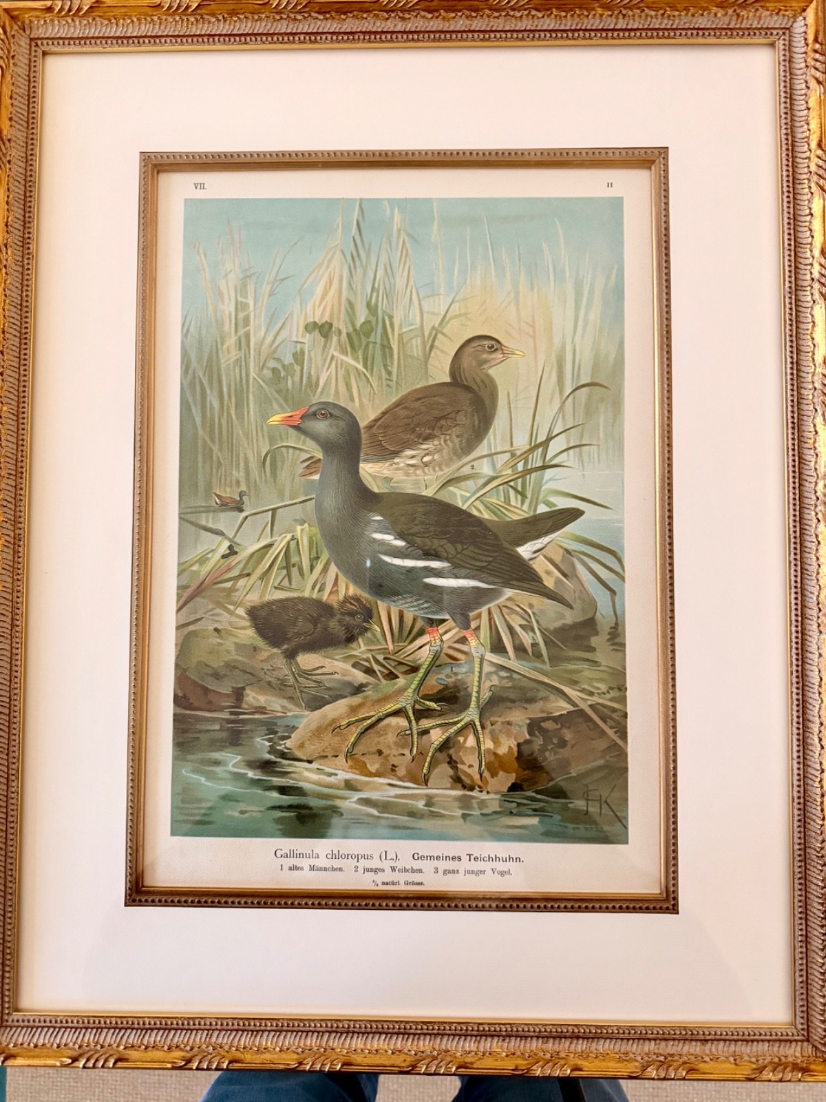 Five antique bird prints, exquisite framing Five antique bird prints, exquisite framing