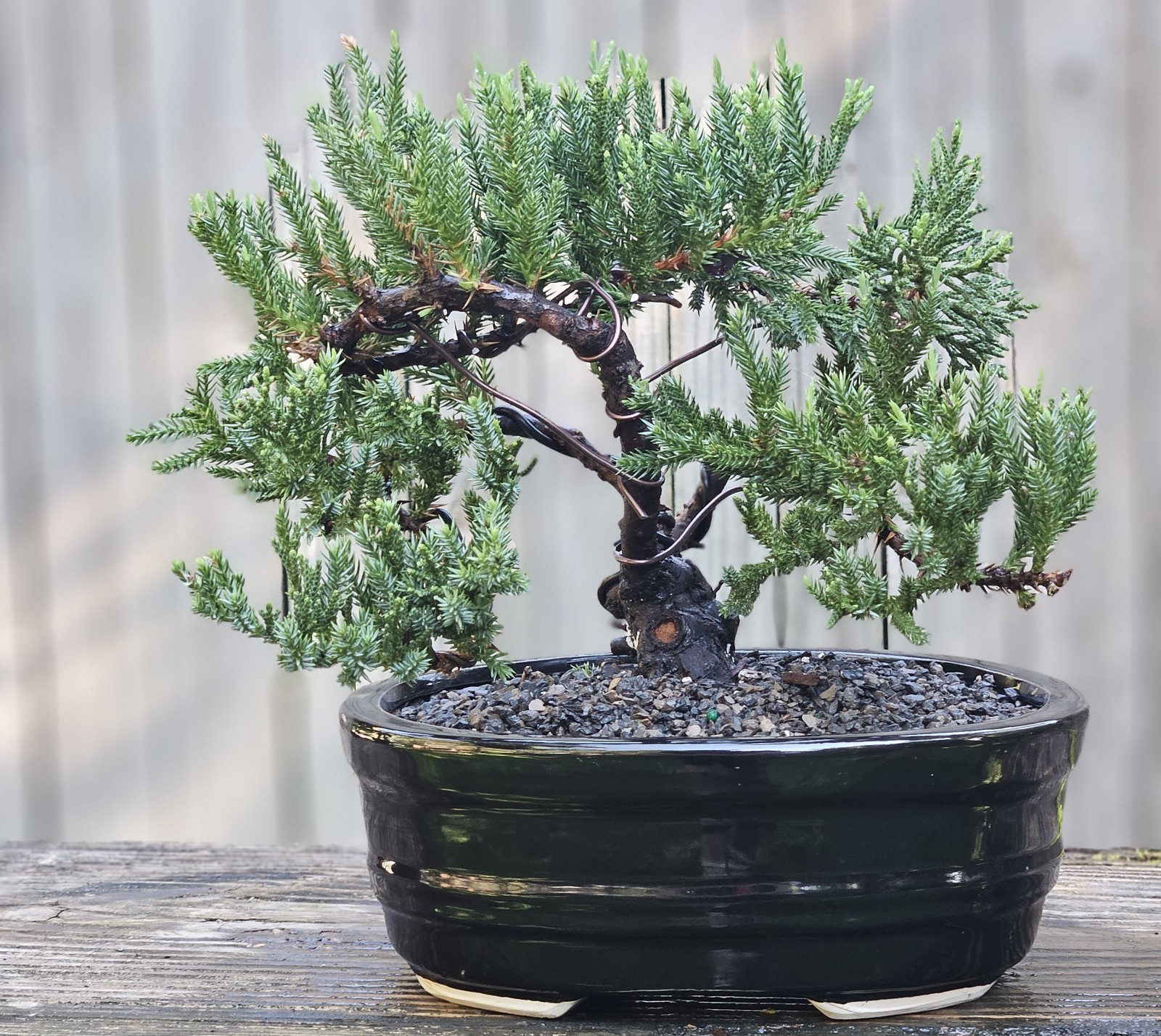 San Jose Juniper Bonsai In 8 Inch Ceramic Pot. 9 Year Old Beauty. San Jose Juniper Bonsai In 8 Inch Ceramic Pot. 9 Year Old Beauty.