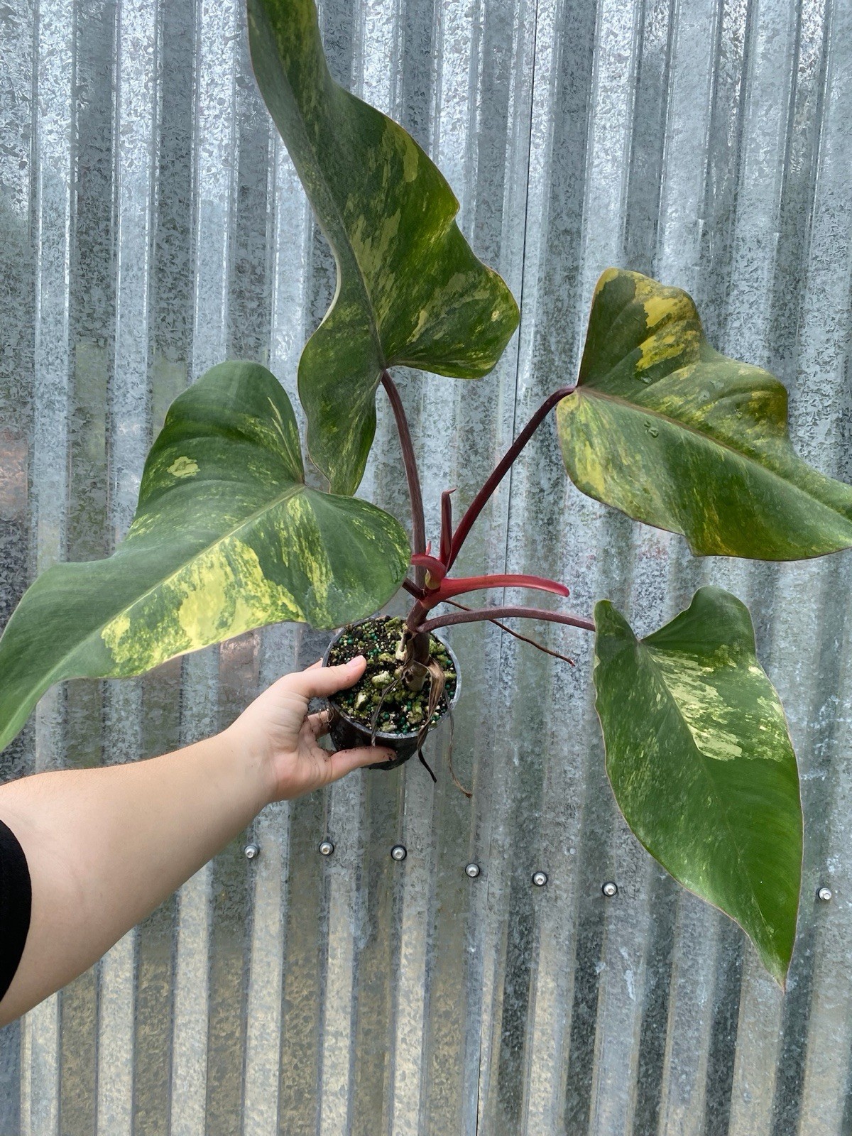 #25 Philodendron Strawberry Shake Aroid 4” Pot  Plant Monstera Houseplant