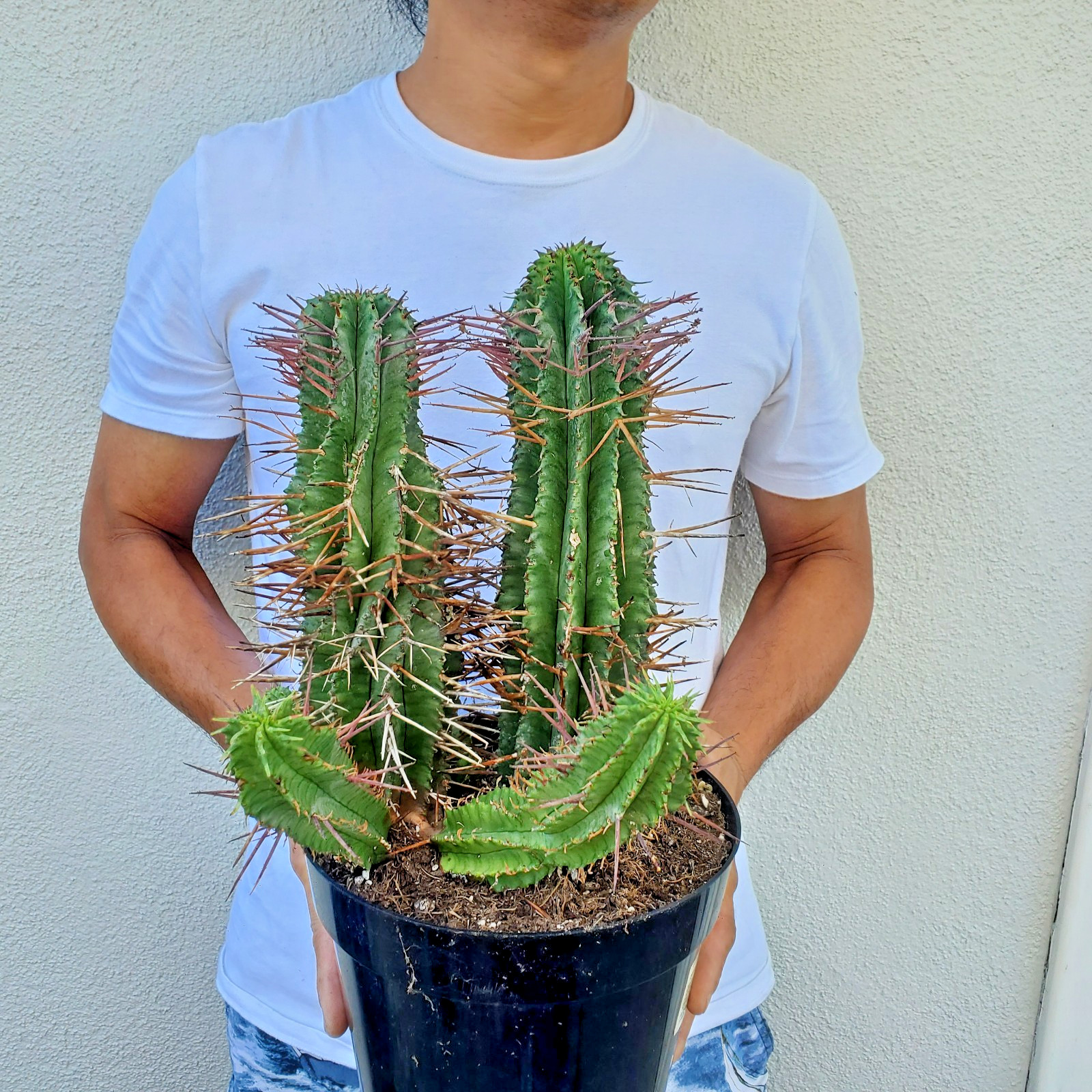 Euphorbia horrida Noorsveldensis Cactus Euphorbia horrida Noorsveldensis Cactus