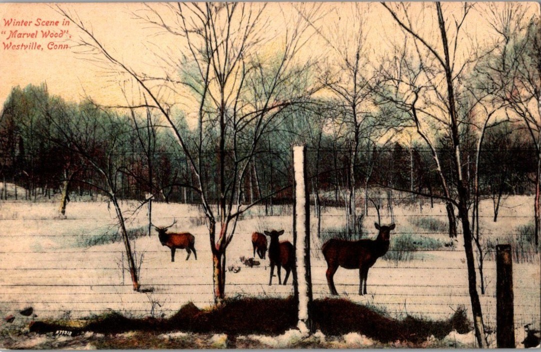 Vintage Postcard 1907-1915 Winter Scene, \ Vintage Postcard 1907-1915 Winter Scene, \