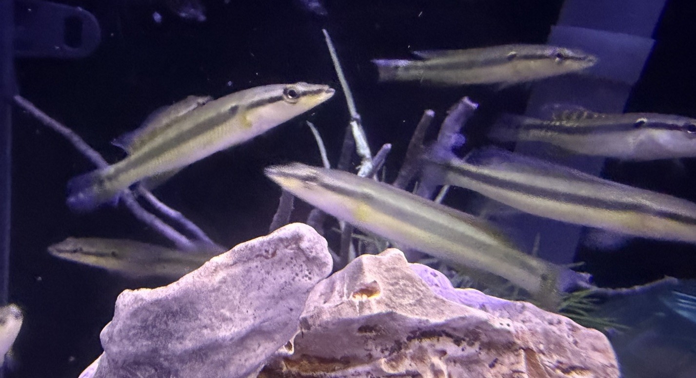 LIVE TROPICAL FISH-Zebra Pike Cichlid (Crenicichla zebrina) 3inchJuvenile