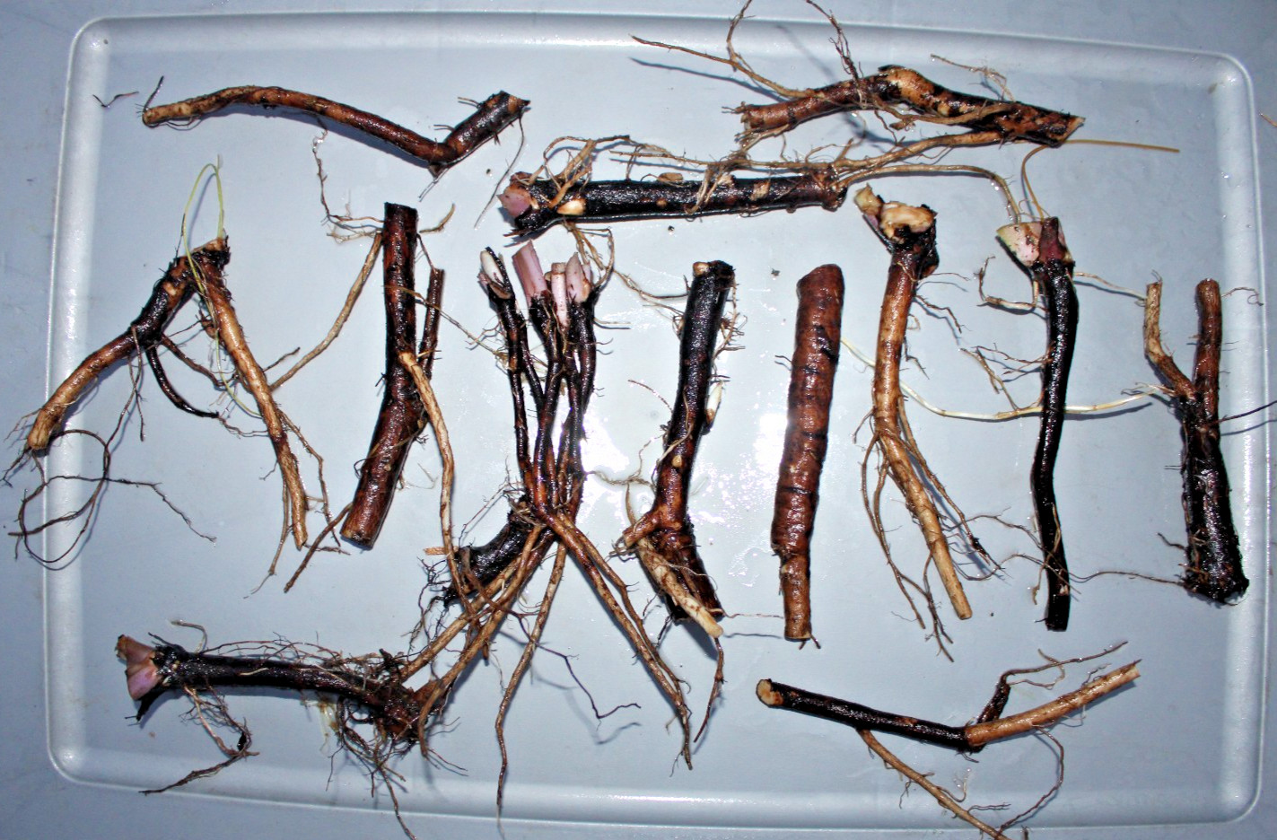 Five Pieces Fresh Harvest Russian Organic Comfrey Roots for Planting New Plants