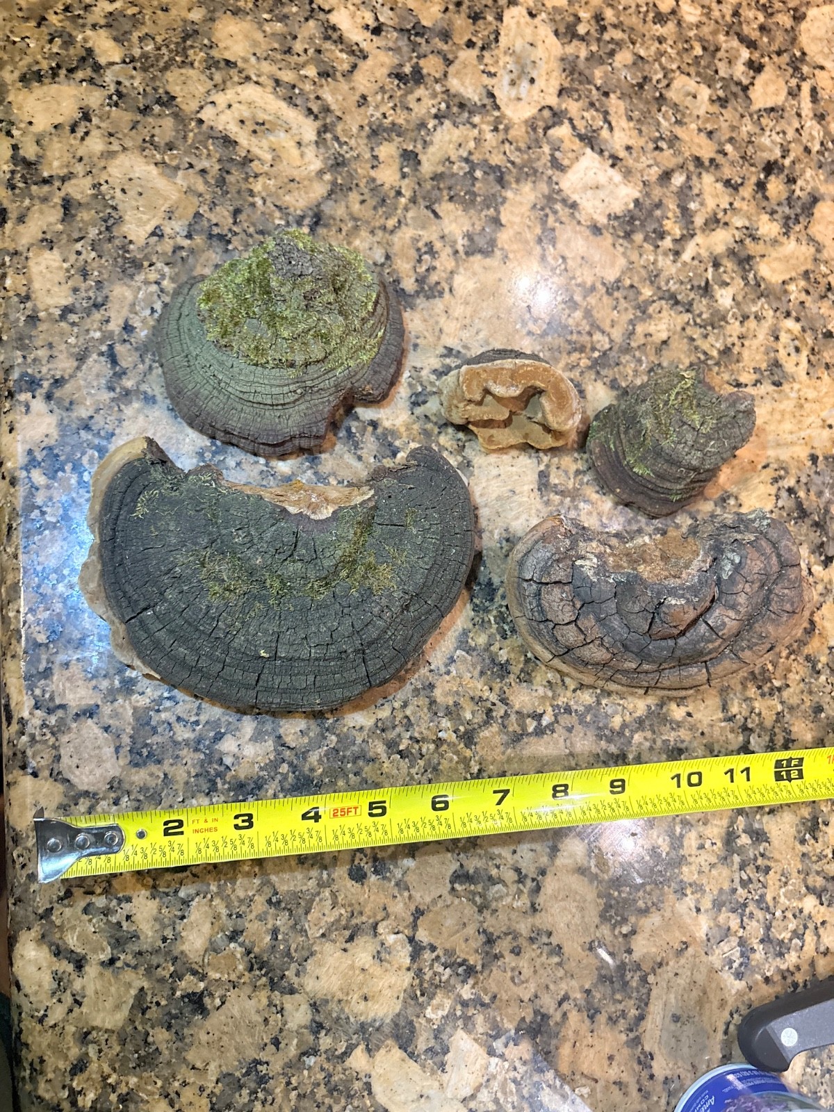 Dry Cracked Cap Polypore 1 LB (450 grams) lot Dry Cracked Cap Polypore 1 LB (450 grams) lot