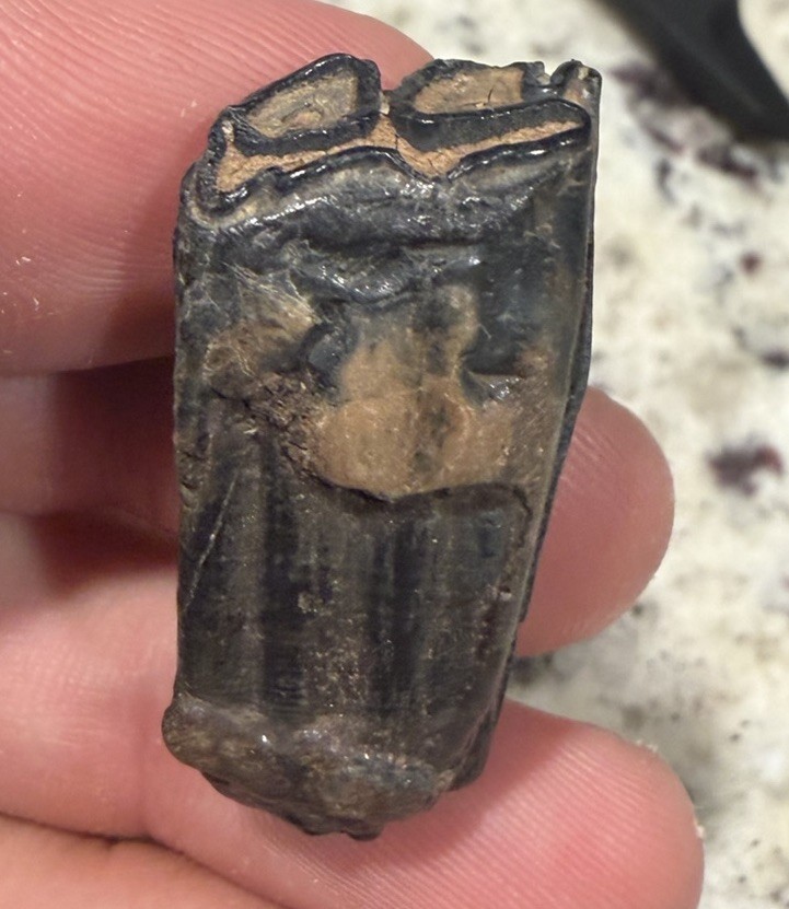 Fossil Horse Tooth PEACE Florida Fossil Horse Tooth PEACE Florida