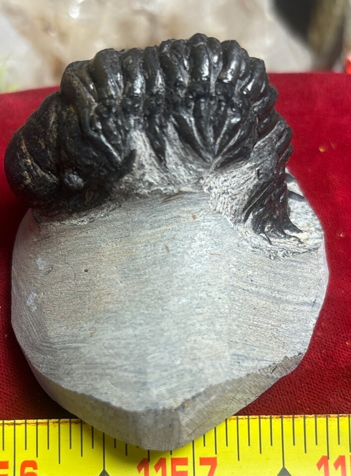 Excellent Crotalocephalus  trilobite fossil great starter collection Devonian 