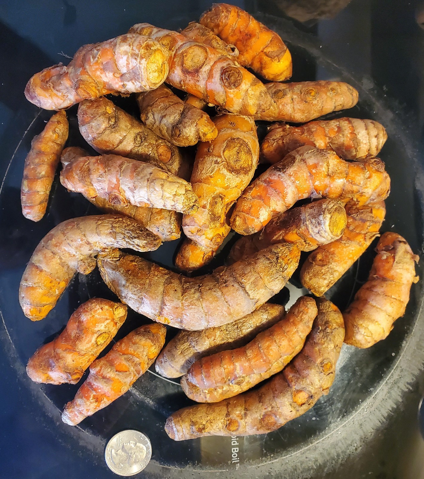 Fresh Organic Turmeric Root -FREE SHIPPING 1lb-30lb USA Shipper BEST PRICE eBay Fresh Organic Turmeric Root -FREE SHIPPING 1lb-30lb USA Shipper BEST PRICE eBay