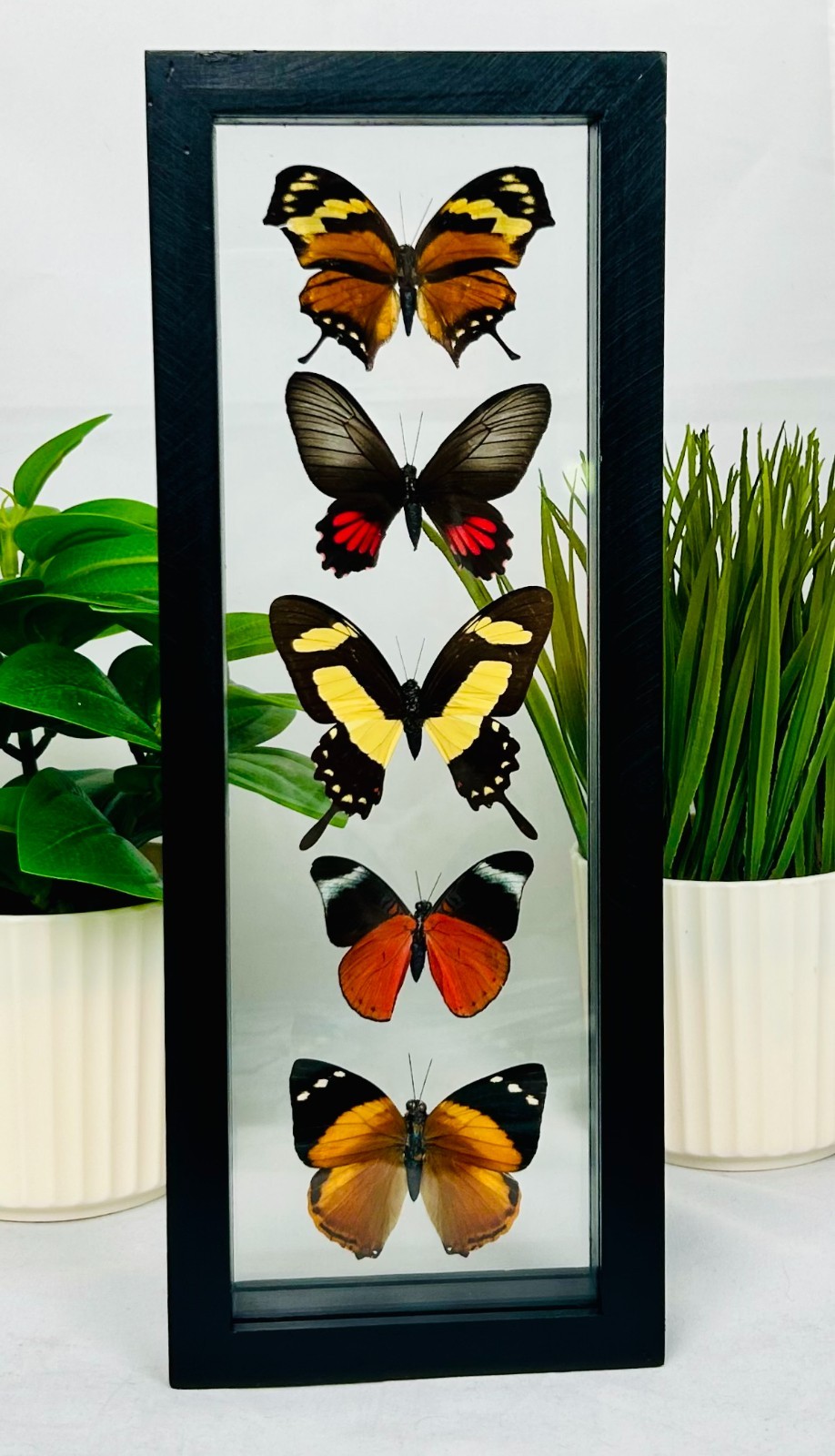 Real Butterflies: 5 Amazon Butterflies in a double glass (5M002) Real Butterflies: 5 Amazon Butterflies in a double glass (5M002)