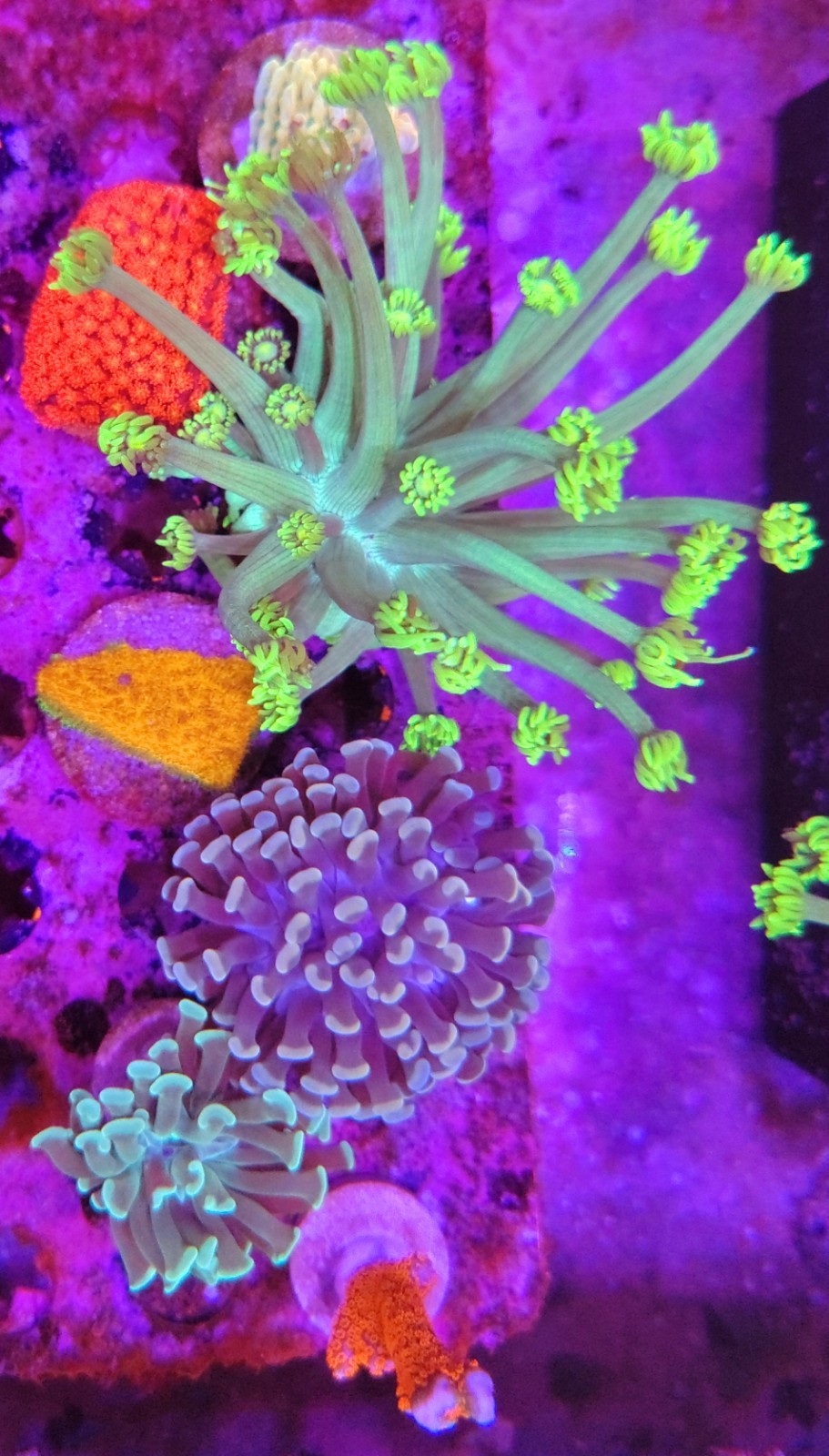 WYSIWYG Mixed Reef Pack