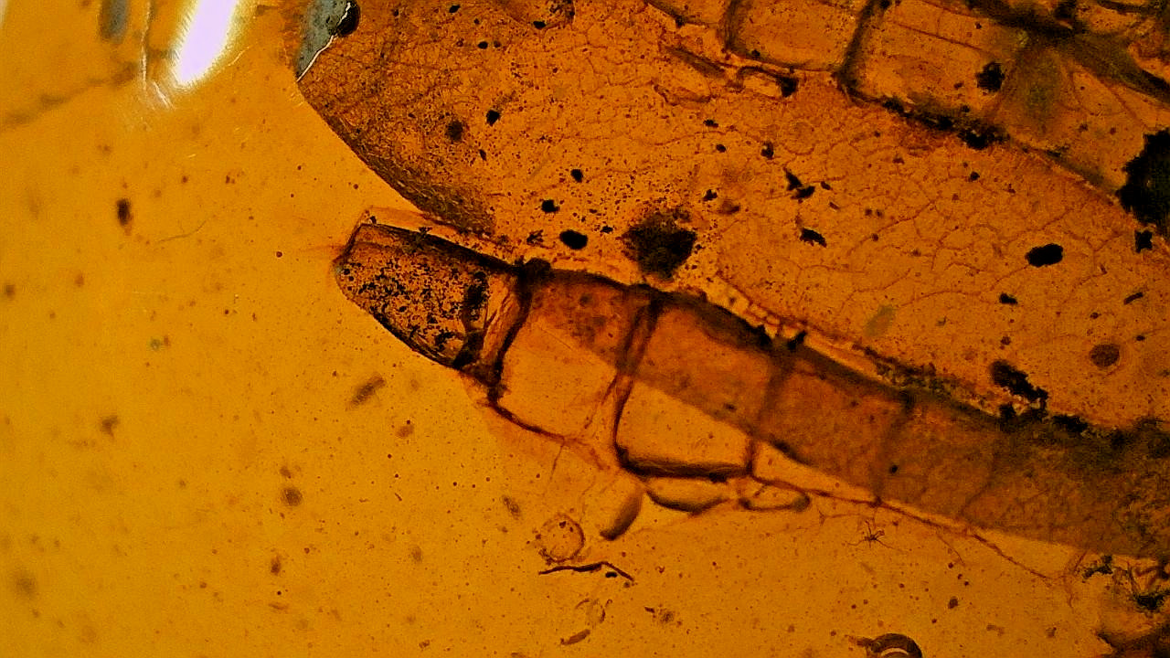 Special price very rare reptile feet inclusion amber Special price very rare reptile feet inclusion amber