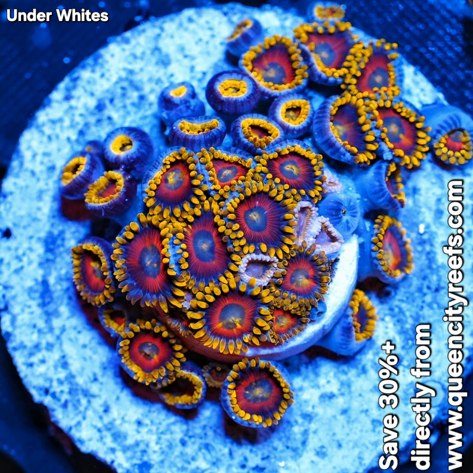 WYSIWYG Super Saiyans Zoanthids Soft Coral Colony - Live Coral