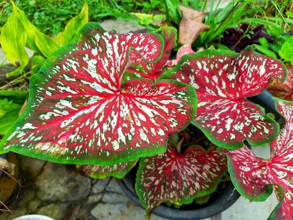 2 Carolyn Whorton Caladium Bulbs for Planting - 2 Bulbs