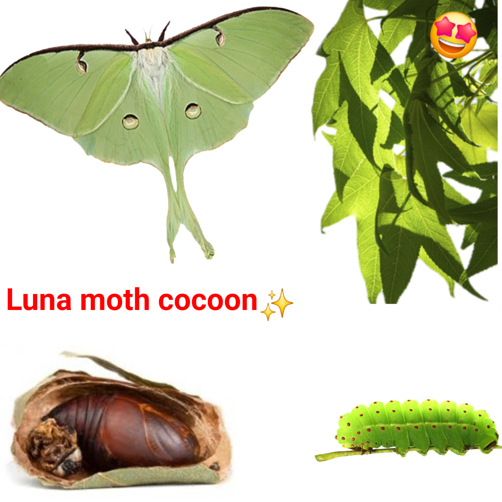 1X Luna Moth Cocoon ( Actias Luna ) Live feeder insect cocoons eggs bugs LIMITED 1X Luna Moth Cocoon ( Actias Luna ) Live feeder insect cocoons eggs bugs LIMITED