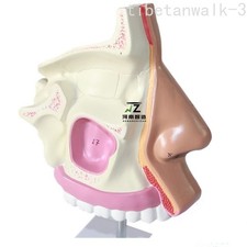 1:1 Life Sized Marked Human Nasal Cavity Anatomical Model Frontal Sinus Sphenoid picture