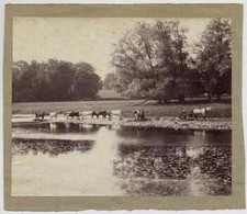 Bucolic scene with buffaloes Unknown loc. Rome ? Original Albumen ph 1870c XL459 picture