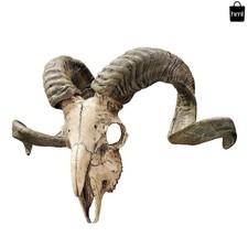 Exquisite 19-Inch Corsican Ram Skull Wall Sculpture - Faux Taxidermy Trophy Art picture