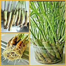 5 Lemongrass Stalks, Mosquito Repellent, Cymbopogon, Easy to Plant Citronella   picture