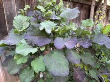 Purple Tree Collards/Kale Perennial CUTTINGS (Set of 3) Unrooted: Food Security picture