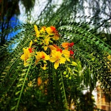 Parkinsonia Aculeata 20 Seeds, Mexican Palo Verde Shrub Tree, Jerusalem Thorn picture