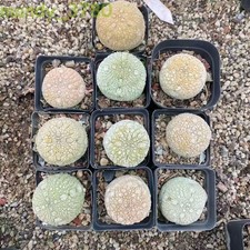 Wholesale 5/10PCS Pseudolithos migiurtinus Succulent cactus Garden Plants picture