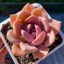 Rare Succulent Graptoveria Debbie Pink Purple Rooted Live Plant 2.75 Inch picture