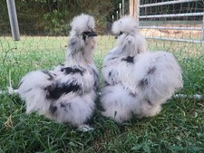 Silkie hatching eggs Paint & black 6, Silkie, Showgirl, Frizzle NPIP & AI Clean picture