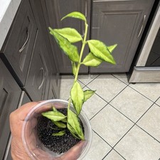Hoya Bella Luis Bois Rooted Plant picture