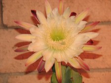 23 in tall, 4 in wide Cereus columnar cactus plant picture