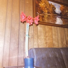 1979 Beautiful Amaryllis Hippeastrum Flower Plant Pot Indoors Art Photo P3n7 picture