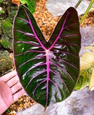 Pretty Imported Double Alocasia Green And Pink Flower Bulbs Pack Of 2 Bulbs picture