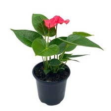 Anthurium Pink, Flamingo Lily, andraeanum Linden, Painter's Palette in 4 inch Po picture