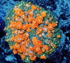 NON WYSIWYG Live Coral Frag WWC Original Sunkist Bounce Mushroom Coral  picture